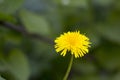 Yellow dandilion in the green nature with bohen Royalty Free Stock Photo