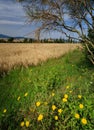 Yellow dandilions surround fields of wheat in Tuscany, Italy Royalty Free Stock Photo