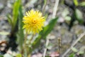 Dandy lion bloom close up in the wild Royalty Free Stock Photo