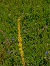 Yellow Dark mullein flowers on a green background - verbascum nigrum