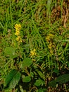 Yellow Dark mullein flowers on a green background - verbascum nigrum