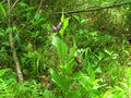 Yellow and dark red flowers of Cypripedium calceolus