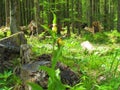 Yellow and dark red flowers of Cypripedium calceolus