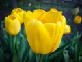 yellow Darwin tulip blooming in the garden