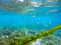 Yellow dascillus fish fingerling near coral reef, underwater photo. Tropical fish fingerling in seaweed of anchor tackle Royalty Free Stock Photo