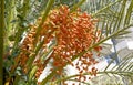 Yellow dates on a date palm Royalty Free Stock Photo