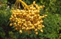 Yellow dates on a date palm Royalty Free Stock Photo