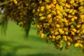 Yellow dates fruits hanging from palm, Muscat Oman