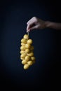A bunch of fresh yellow dates hanging Royalty Free Stock Photo