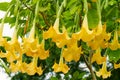 Yellow datura flower