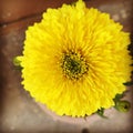 Yellow day flower at Patiala city