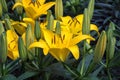 Yellow day lilies bloom in a summer flowerbed Royalty Free Stock Photo