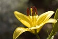 Yellow day lilly bloom. Royalty Free Stock Photo