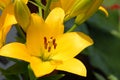 Yellow day lilly flower with stamen casting shadow on petals Royalty Free Stock Photo