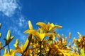 Yellow day-lily on blue sky background. Bright yellow hemerocallis, lily with empty space for text on blue background. Horizontal Royalty Free Stock Photo