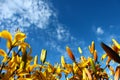 Yellow day-lily on blue sky background. Bright yellow hemerocallis, lily with empty space for text on blue background. Horizontal Royalty Free Stock Photo