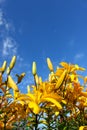 Yellow day-lily on blue sky background. Bright yellow hemerocallis, lily with empty space for text on blue background. Vertical vi Royalty Free Stock Photo