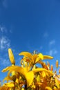 Yellow day-lily on blue sky background. Bright yellow hemerocallis, lily with empty space for text on blue background. Vertical vi Royalty Free Stock Photo