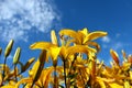 Yellow day-lily on blue sky background. Bright yellow hemerocallis, lily with empty space for text on blue background. Horizontal