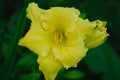 Yellow day lily flower isolated on green Royalty Free Stock Photo