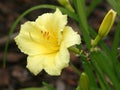 Yellow Day Lily with rain drops Royalty Free Stock Photo