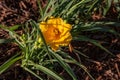 Yellow day lily seen at dawn during a morning walk Royalty Free Stock Photo