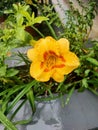 A yellow day lily shine blooming after hard rain Royalty Free Stock Photo