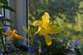 Yellow day lily in sunny summer day. Balcony gardening with unusual plants