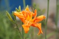 Yellow day lily