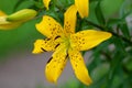 Yellow day tiger lily, lily green scene background Royalty Free Stock Photo