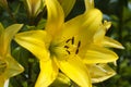 Yellow daylilies blooming in a flower garden Royalty Free Stock Photo