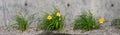 Yellow daylilies blooming on plants growing in gravel against a cement wall Royalty Free Stock Photo