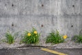 Yellow daylilies blooming on plants growing in gravel against a cement wall Royalty Free Stock Photo