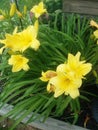 Yellow daylilies Royalty Free Stock Photo