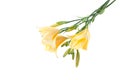 Yellow daylilies bouquet Royalty Free Stock Photo