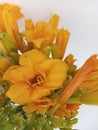 Yellow daylilies bouquet on a white background Royalty Free Stock Photo