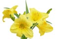 Yellow Daylilies Flower Royalty Free Stock Photo