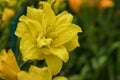 Yellow daylilies flowers or Hemerocallis. Daylilies on green leaves background. Flower beds with flowers in garden. Royalty Free Stock Photo