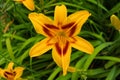 Yellow daylilies flowers or Hemerocallis. Daylilies on green leaves background. Flower beds with flowers in garden. Royalty Free Stock Photo