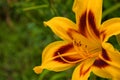 Yellow daylilies flowers or Hemerocallis. Daylilies on green leaves background. Flower beds with flowers in garden. Royalty Free Stock Photo