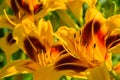 Yellow daylilies flowers or Hemerocallis. Daylilies on green leaves background. Flower beds with flowers in garden. Royalty Free Stock Photo