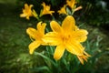 Yellow daylilies Royalty Free Stock Photo