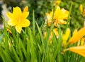 Yellow daylilies ( Hemerocallis middendofii ) blooming in a garden Royalty Free Stock Photo