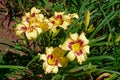 Yellow daylilies with red trim Royalty Free Stock Photo