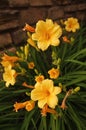 Yellow Daylilies Royalty Free Stock Photo