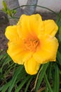 Yellow Daylilies