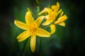 Yellow daylilies Royalty Free Stock Photo