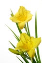 Yellow Daylily Royalty Free Stock Photo