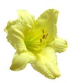 Yellow daylily Royalty Free Stock Photo