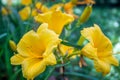 Yellow daylily blooms Hemerocallis lilioasphodelus Royalty Free Stock Photo